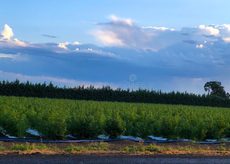 Industrial Hemp Field