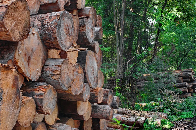 Industrial logging