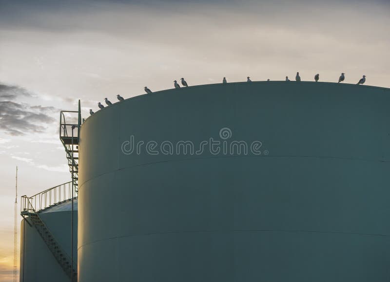 Industrial oil tanks with flock of seagulls. Industrial oil tanks with flock of seagulls