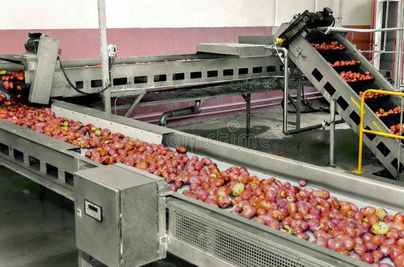 Industrial workshop for the production of starch. Processing of potatoes. Production of starch royalty free stock photo