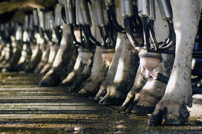 PERIA, NZ - JULY 07:Row of cows legs in a milking facility on July 07 2013.The income from dairy farming is now a major part of the New Zealand economy, becoming an NZ$11 billion industry by 2010. PERIA, NZ - JULY 07:Row of cows legs in a milking facility on July 07 2013.The income from dairy farming is now a major part of the New Zealand economy, becoming an NZ$11 billion industry by 2010.