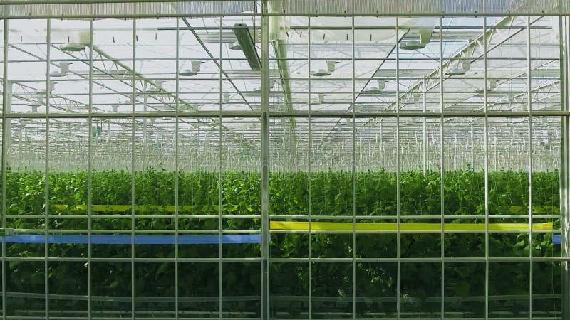 Industrielle Gewächshaus mit noch mehr Partien von Pflanzen Inside. moderne Landwirtschaft : wachsende Gurken in einem automatisie