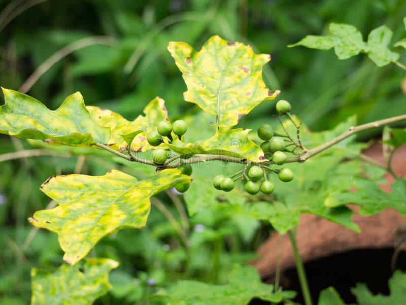Indycza jagoda, Grochowy Aubergine, oberżyna, Solanum torvum zdjęcia stock