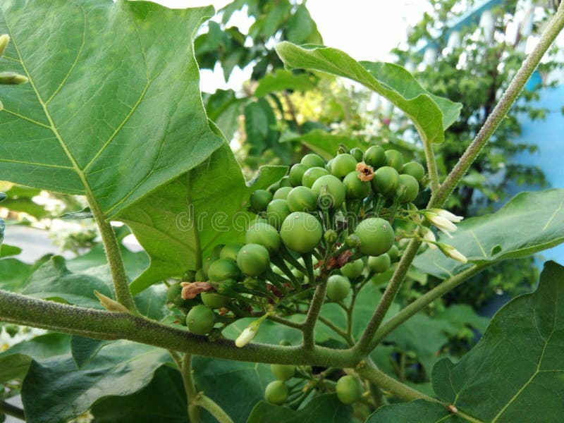 Indycza jagoda, Solanum torvum, Grochowa oberżyny wiązka zdjęcia stock