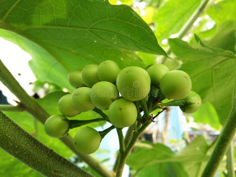 Indycza jagoda, Solanum torvum, Grochowa oberżyny wiązka zdjęcia stock
