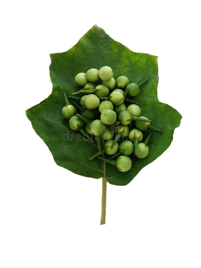 Indycza jagoda, Solanum torvum, Grochowa oberżyny wiązka na zielonym liściu zdjęcie stock