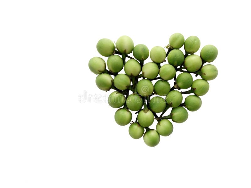 Indycza jagoda, Solanum torvum, Grochowe oberżyn owoc fotografia stock