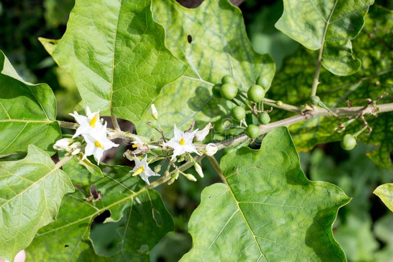 Indycza jagoda, Solanum torvum na drzewie, Solanum indicum L obrazy stock