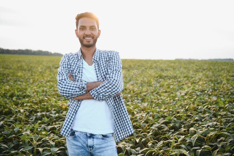 An Indian farmer in a soybean field. An Indian farmer in a soybean field