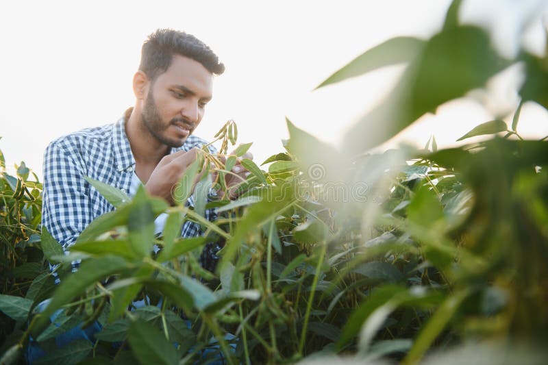 An Indian farmer in a soybean field. An Indian farmer in a soybean field