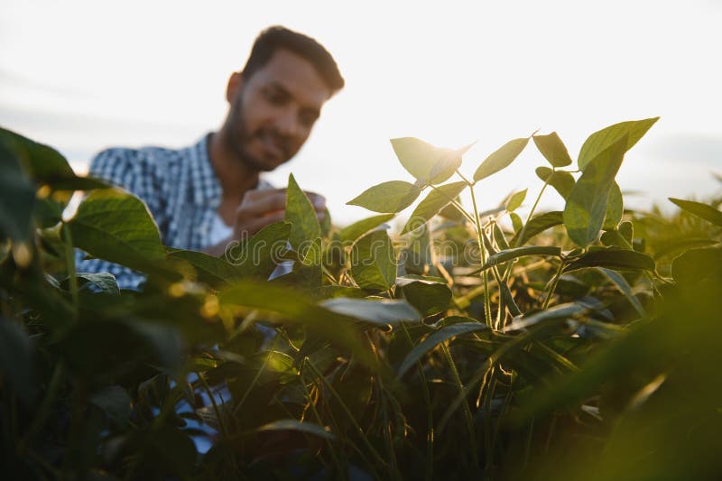 An Indian farmer in a soybean field. An Indian farmer in a soybean field