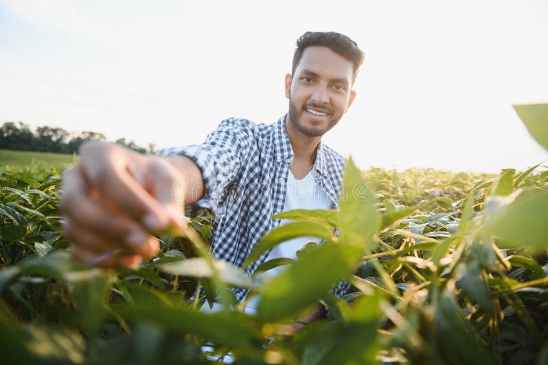 An Indian farmer in a soybean field. An Indian farmer in a soybean field