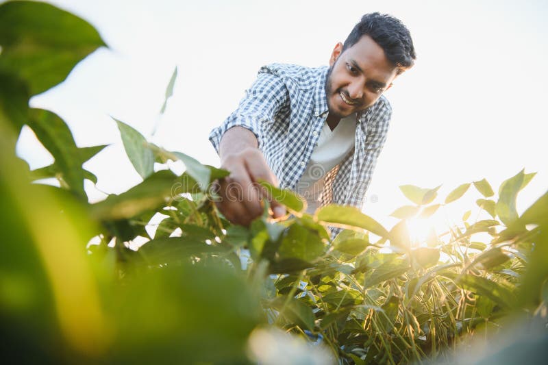 An Indian farmer in a soybean field. An Indian farmer in a soybean field