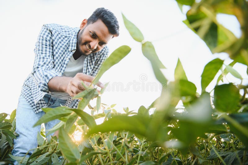 An Indian farmer in a soybean field. An Indian farmer in a soybean field