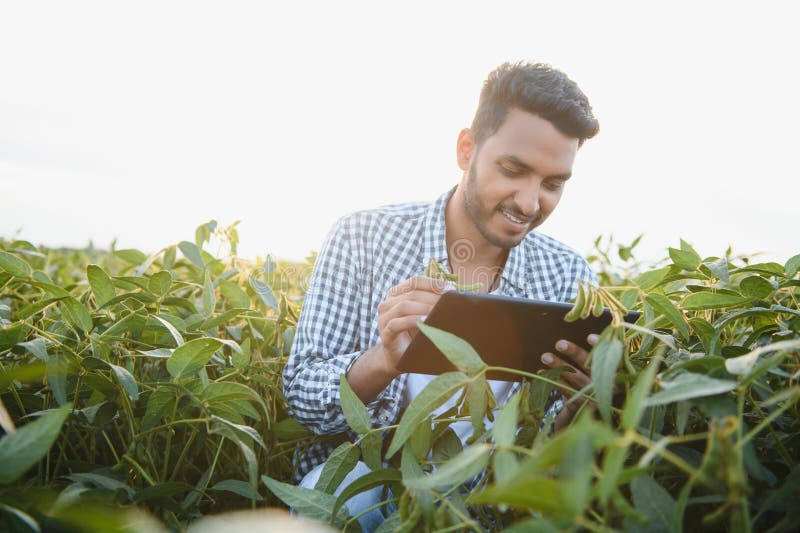 An Indian farmer in a soybean field. An Indian farmer in a soybean field