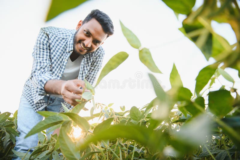 An Indian farmer works in a soybean field. The farmer examines and inspects the plants. An Indian farmer works in a soybean field. The farmer examines and inspects the plants