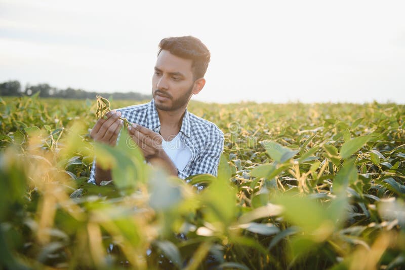An Indian farmer works in a soybean field. The farmer examines and inspects the plants. An Indian farmer works in a soybean field. The farmer examines and inspects the plants