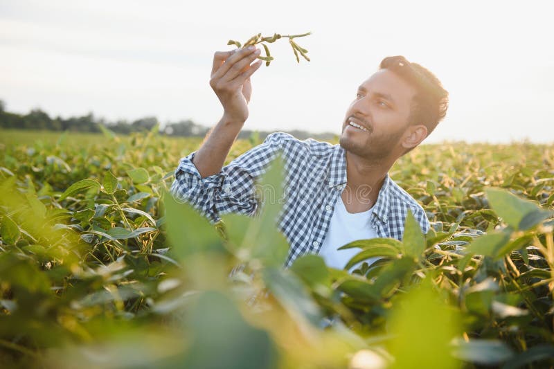 An Indian farmer works in a soybean field. The farmer examines and inspects the plants. An Indian farmer works in a soybean field. The farmer examines and inspects the plants