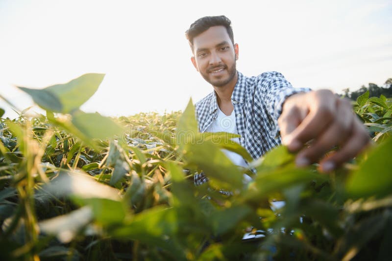 An Indian farmer works in a soybean field. The farmer examines and inspects the plants. An Indian farmer works in a soybean field. The farmer examines and inspects the plants