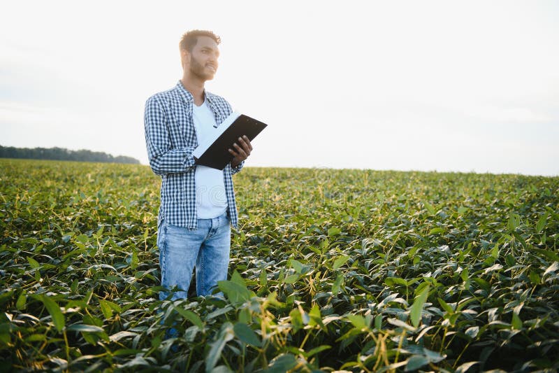 An Indian farmer works in a soybean field. The farmer examines and inspects the plants. An Indian farmer works in a soybean field. The farmer examines and inspects the plants