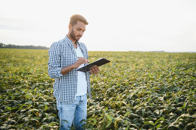 An Indian farmer works in a soybean field. The farmer examines and inspects the plants. An Indian farmer works in a soybean field. The farmer examines and inspects the plants