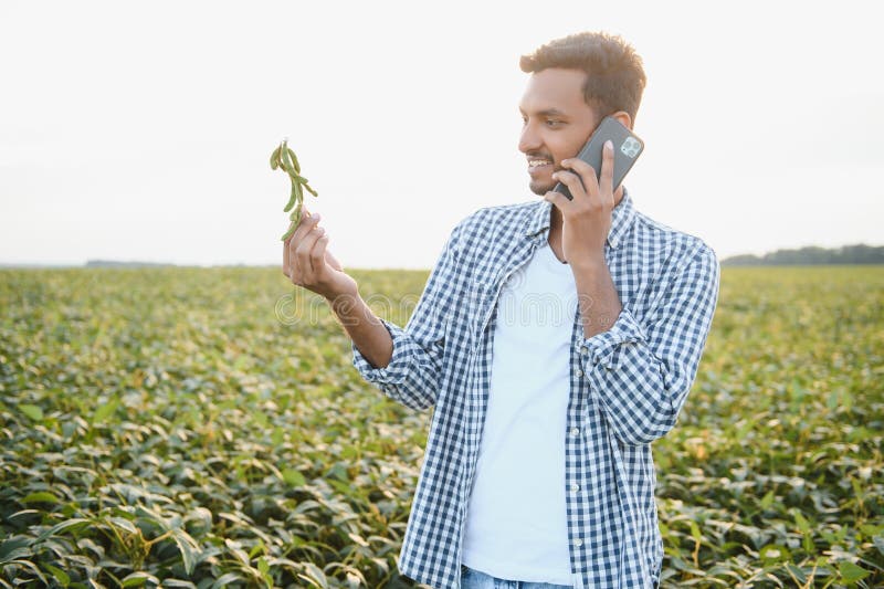 An Indian farmer works in a soybean field. The farmer examines and inspects the plants. An Indian farmer works in a soybean field. The farmer examines and inspects the plants