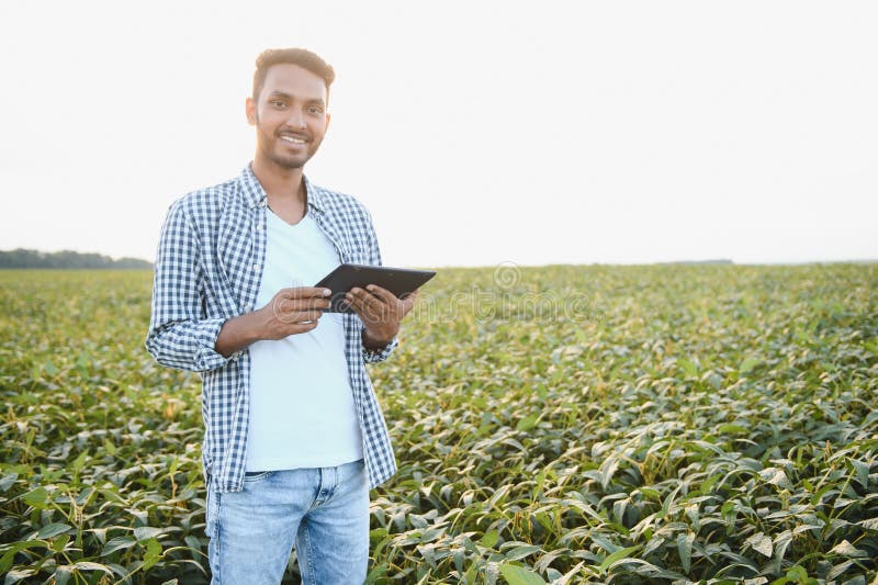 An Indian farmer works in a soybean field. The farmer examines and inspects the plants. An Indian farmer works in a soybean field. The farmer examines and inspects the plants