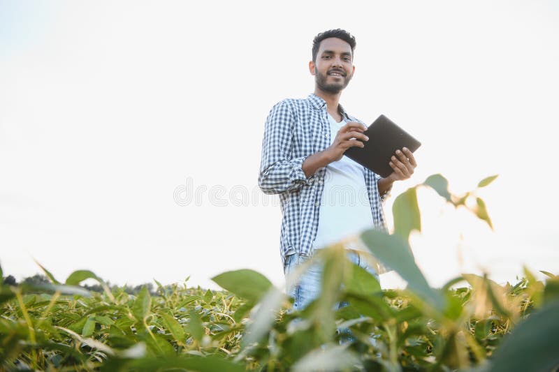 An Indian farmer works in a soybean field. The farmer examines and inspects the plants. An Indian farmer works in a soybean field. The farmer examines and inspects the plants