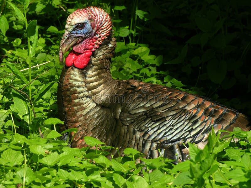 Download Indyk 2 zdjęcie stock. Obraz złożonej z natura, turcja - 132258