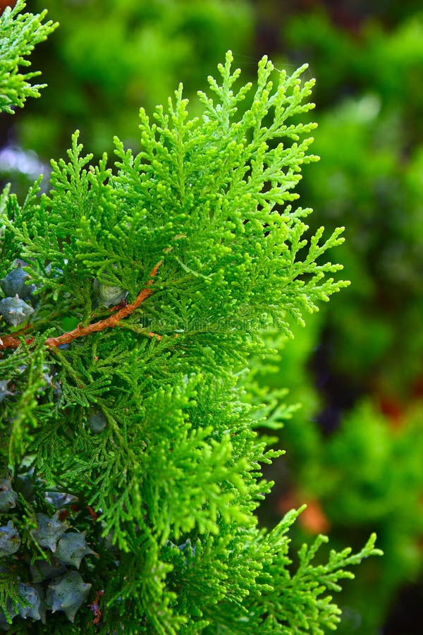 Ine branches royalty free stock images