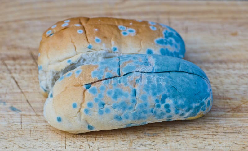 2 769 Old Inedible Food Photos Free Royalty Free Stock Photos From Dreamstime