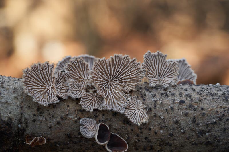 Inedible mushroom Schizophyllum commune in the floodplain forest.