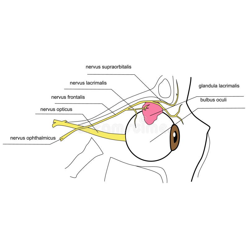 Inervação da glândula lacrimal - vista lateral ilustração royalty free