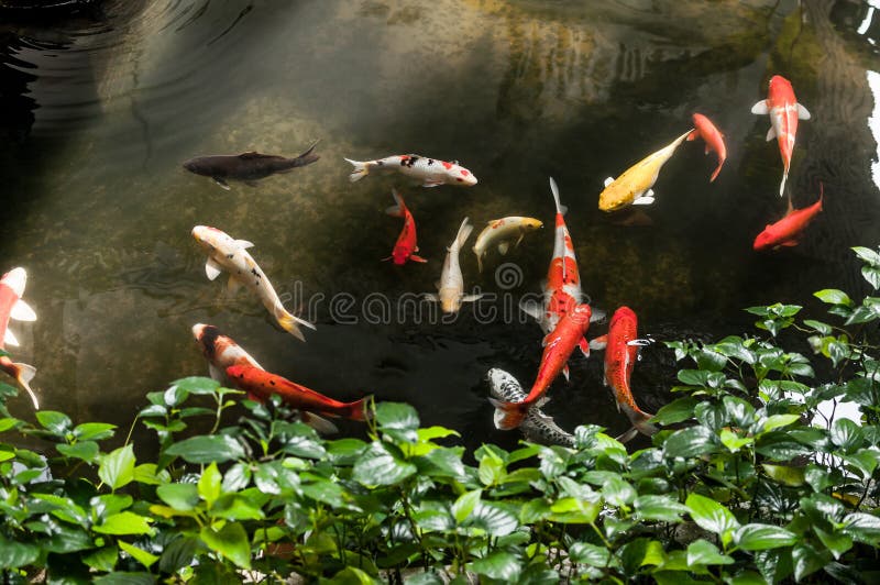 Infallkarpar eller Koi i det trädgårds- dammet fotografering för bildbyråer Infallkarpar eller Koi i det trädgårds- dammet fotografering för bildbyråer