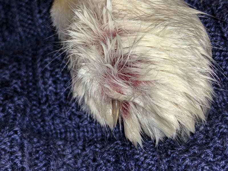 cat paw infection heal