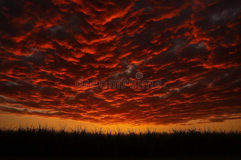 Inferno Sunset Cloudscape Over Sugarcane Field AI-GENERATED stock image