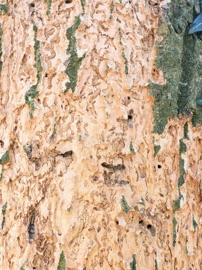 Infested Dying Tree in a Deciduous Forest. Misty Cloudy Weather Stock