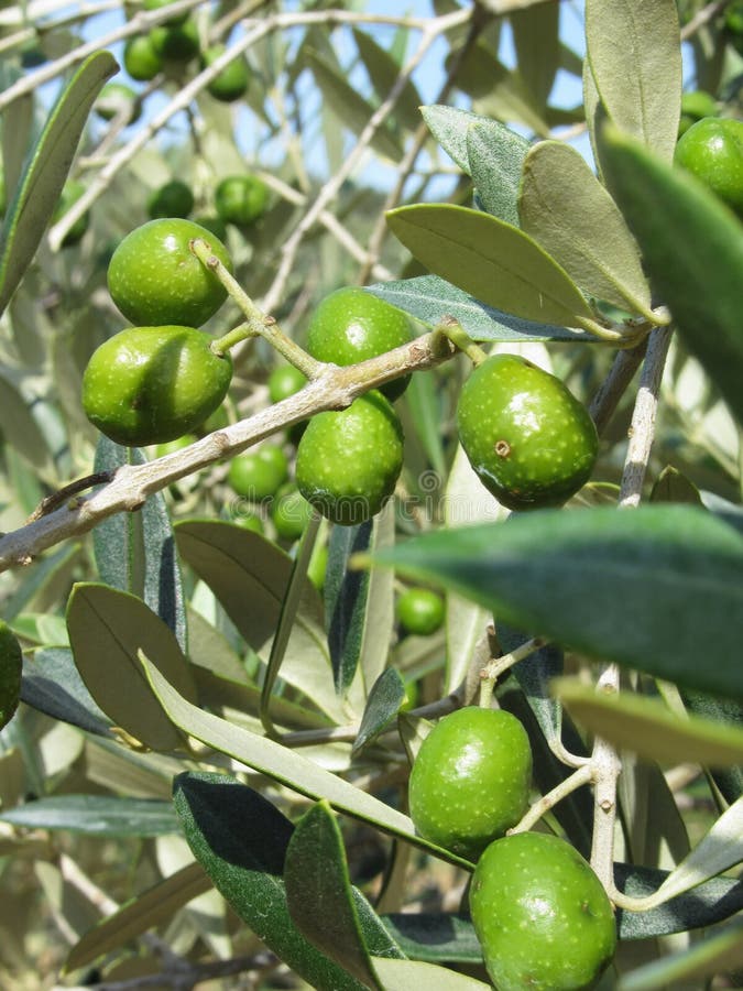 Infested mediterranean olive tree by olive fruit fly Bactrocera oleae, the major insect pest of olives . Tuscany, Italy