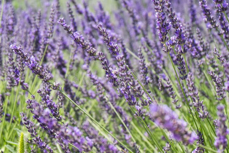 Infinite Lavender Fields, with Purple and Violet Flowers. Closeup Stock ...