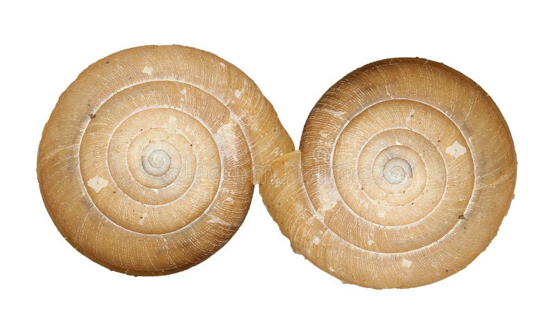 Infinity symbol from body snail on white background stock photography