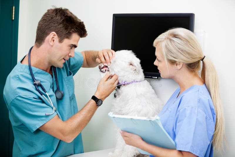 Infirmière féminine With Veterinarian Doctor examinant A image libre de droits Infirmière féminine With Veterinarian Doctor examinant A image libre de droits