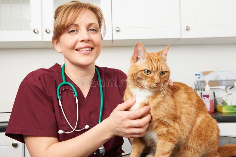Infirmière vétérinaire With Cat In Surgery image libre de droits Infirmière vétérinaire With Cat In Surgery image libre de droits