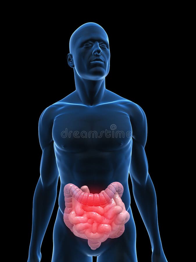 Trojrozmerný tavené ilustrácie z priehľadný samec telo zvýraznené črevá.