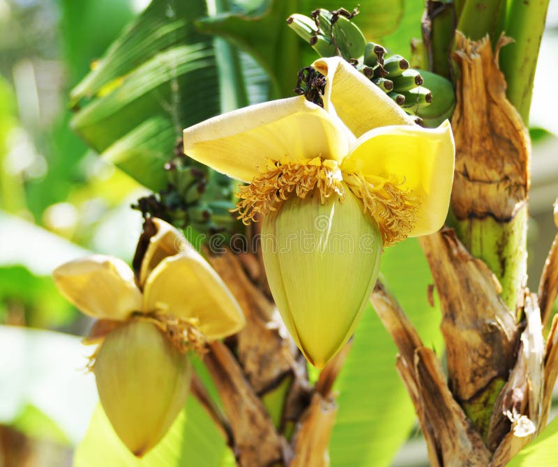 Inflorescence Banana Palm Stock Photos Free & RoyaltyFree Stock