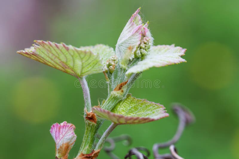 Inflorescence des raisins photo stock