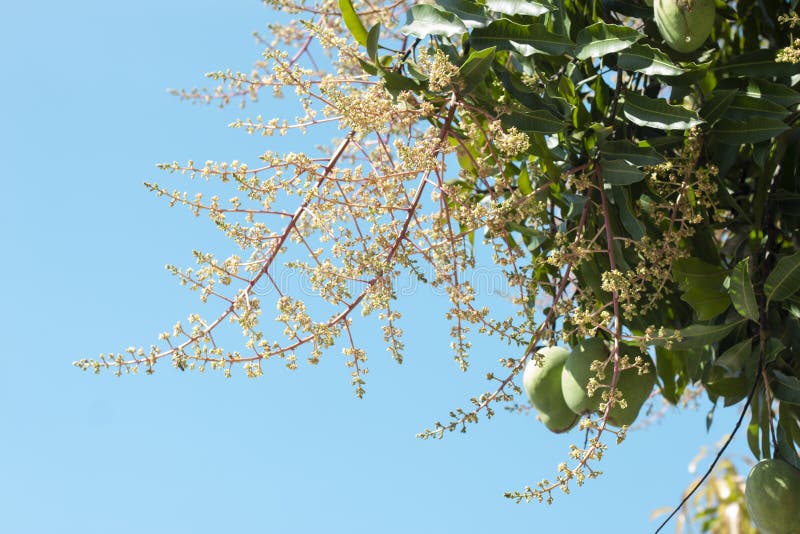 Footage of a Mango Tree in Full Bloom Stock Photo - Image of aromatic,  fresh: 115628698