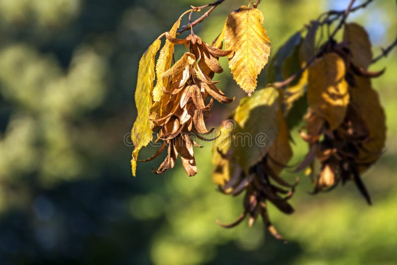 Inflorescence och sidor av en avenbok (Carpinus Betulus) i aut royaltyfri foto Inflorescence och sidor av en avenbok (Carpinus Betulus) i aut royaltyfri foto