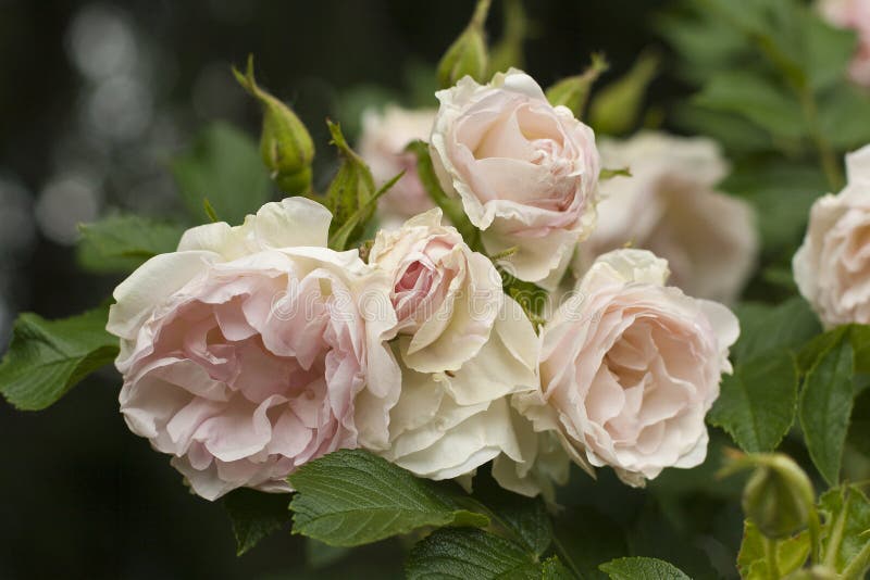 Inflorescence of pale-rose tender and beautiful roses with green leaves and buds surrounding them. stock photos Inflorescence of pale-rose tender and beautiful roses with green leaves and buds surrounding them. stock photos