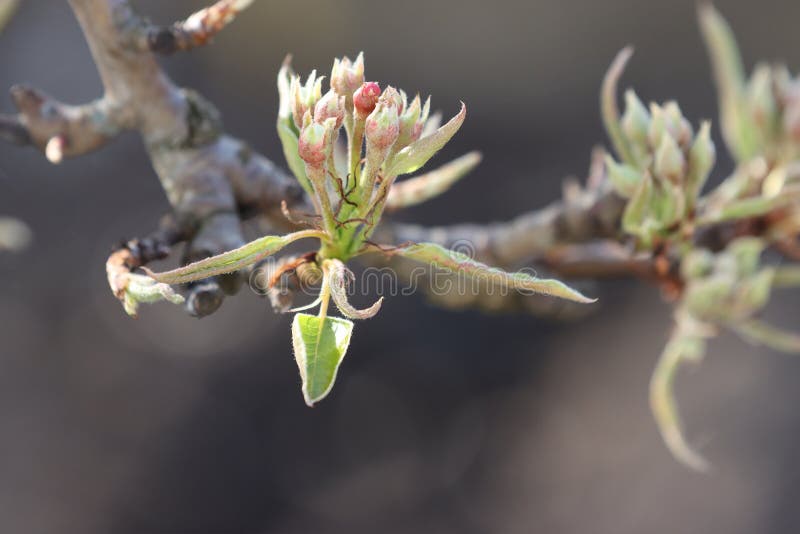 Inflorescence of Pear Tree Buds Stock Photo Image of branch, object
