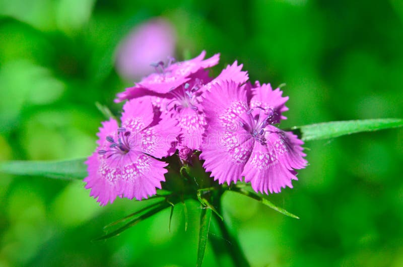 Inflorescence of Small Carnations Growing in the Garden Stock Image